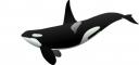 orca2.jpg