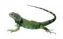 iguana2.jpg