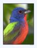 painted-bunting.jpg