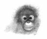 orangutan.jpg