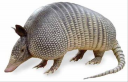 armadillo.png