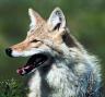 coyote3.jpg