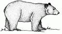 blackbear.gif
