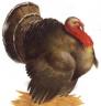 turkey2.jpg