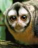 owl-monkey.jpg
