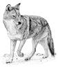 coyote2.jpg