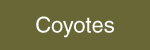 Coyotes