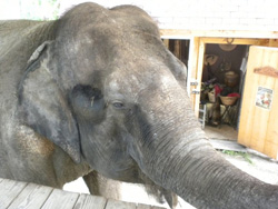 Dondi the elephant