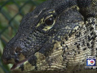 Monitor lizard