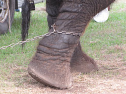 Nosey elephant