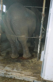 Nosey elephant