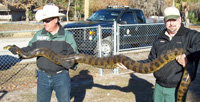 anaconda