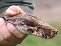 boa constrictor