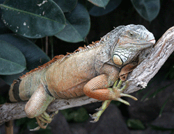 iguana