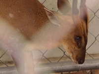 muntjac