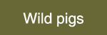 Wild pigs