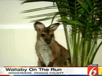 wallaby